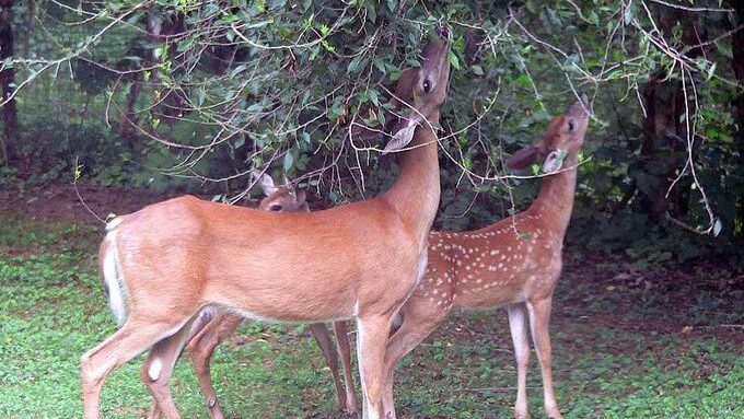 Deers in shamirpet deer park