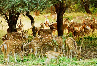 Mahavir Harina Vanasthali National Park