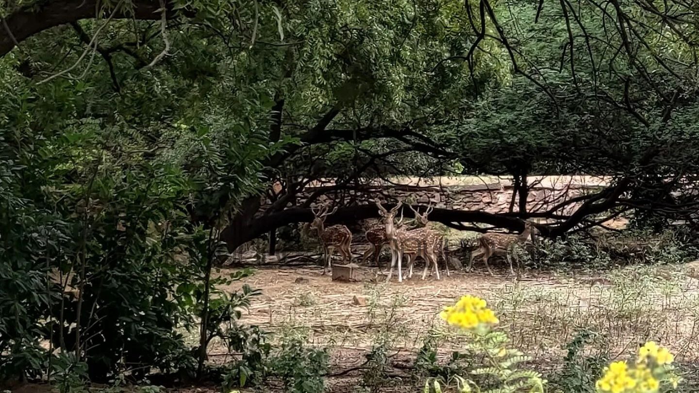 Shamirpet deer park