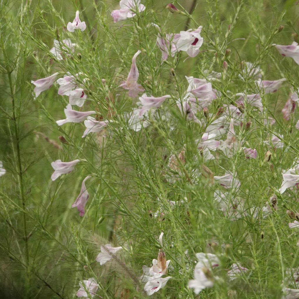 Flora in shamirpet park