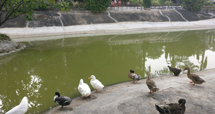 Sightseeing in Kakatiya Rock garden