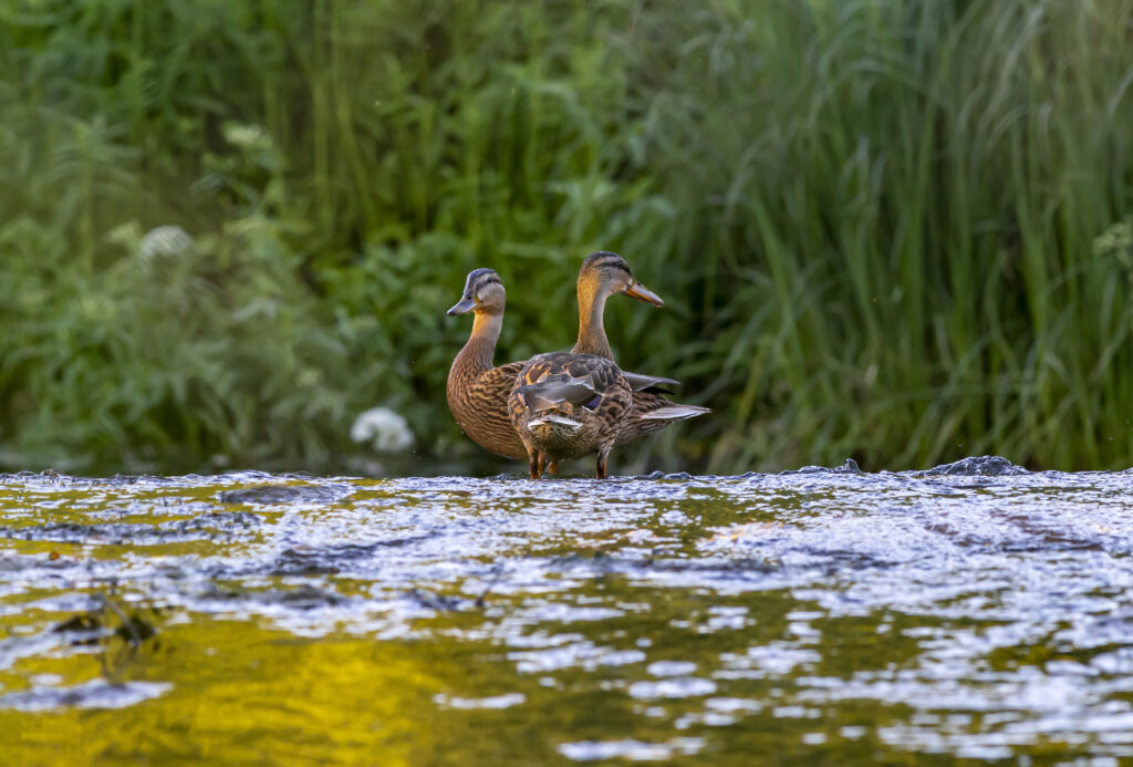 Flora and fauna at shamirpet lake