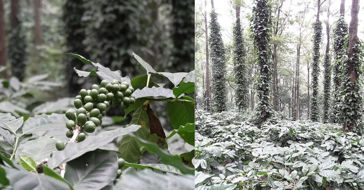 famous for its coffee plantations