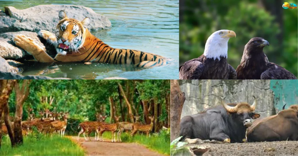 wildlife in their natural habitat