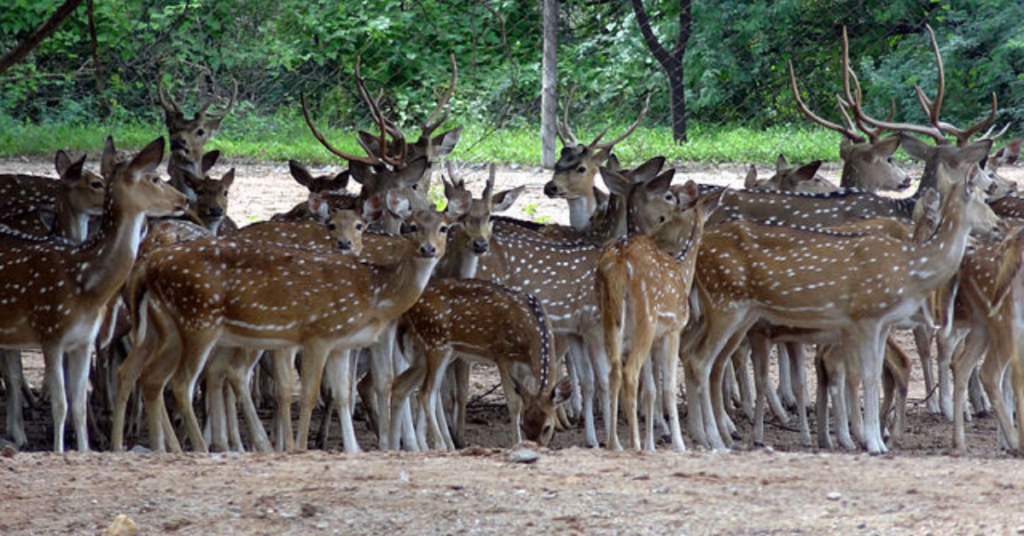 Deer Park