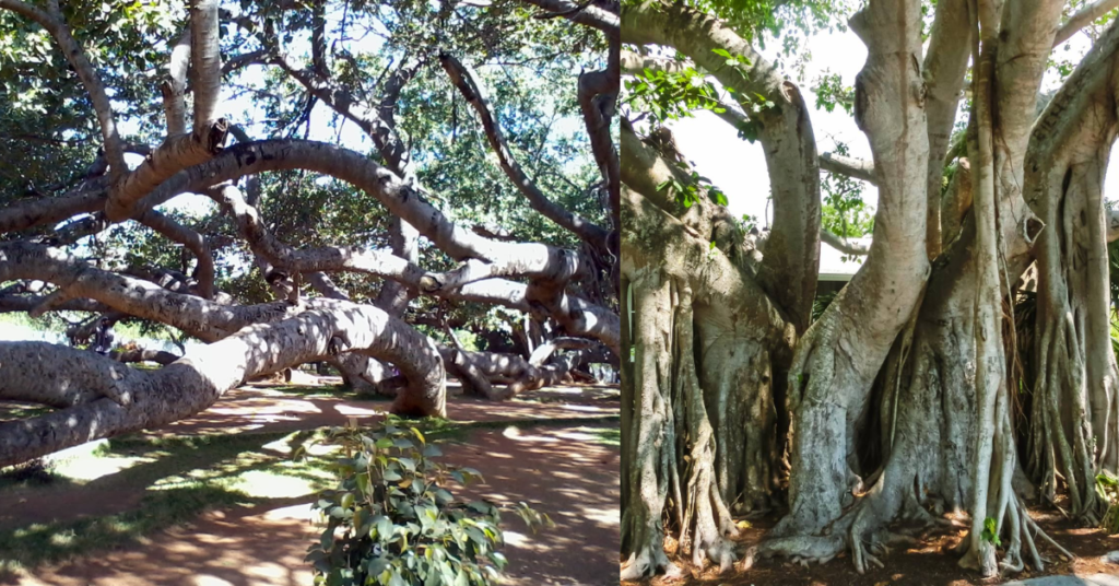 sprawling branches