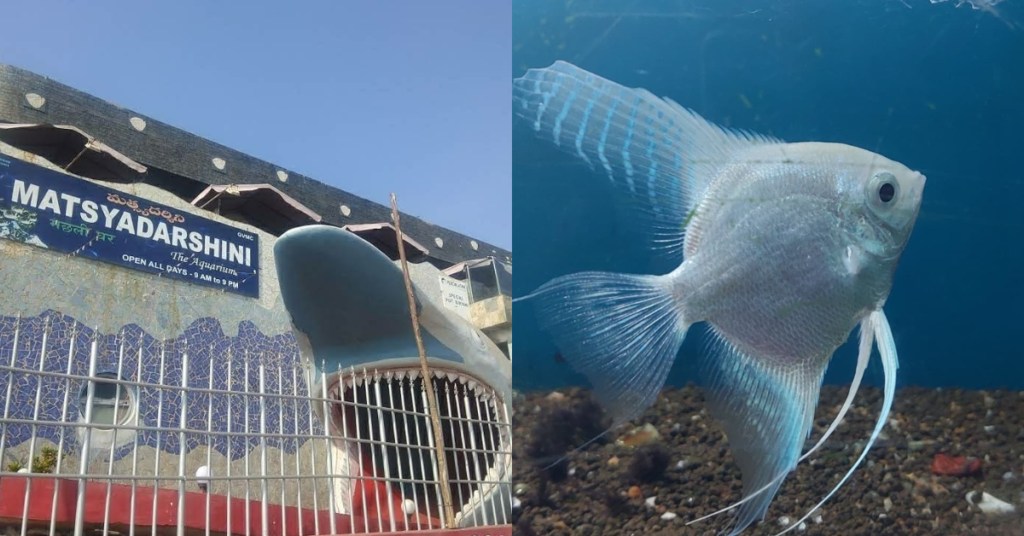 Matsya Darshini Aquarium
and fish 