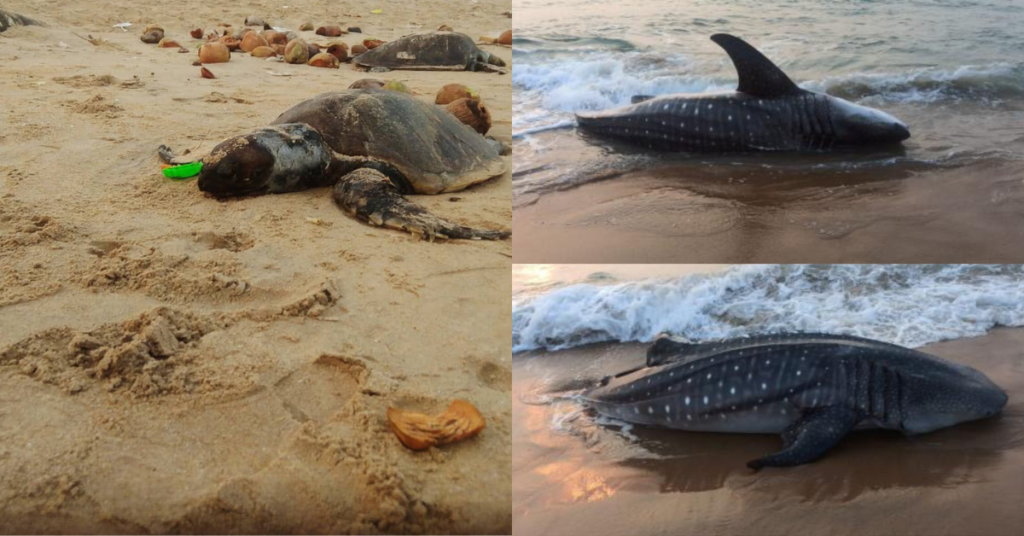 shark
and tortoise in the beach 