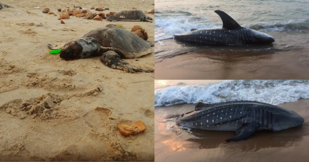 shark
and tortoise in the beach