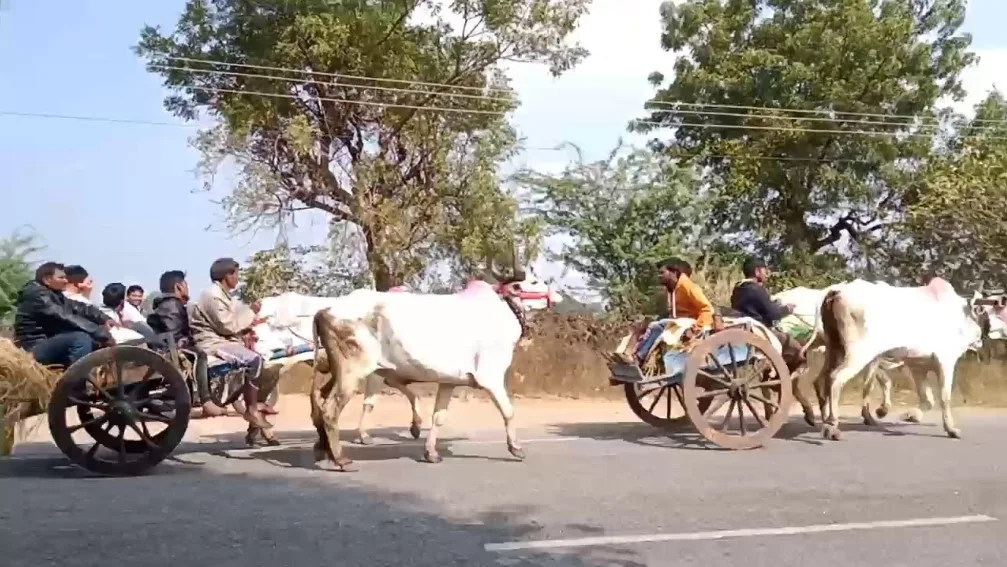 Bullock chariots in kothakonda jatara