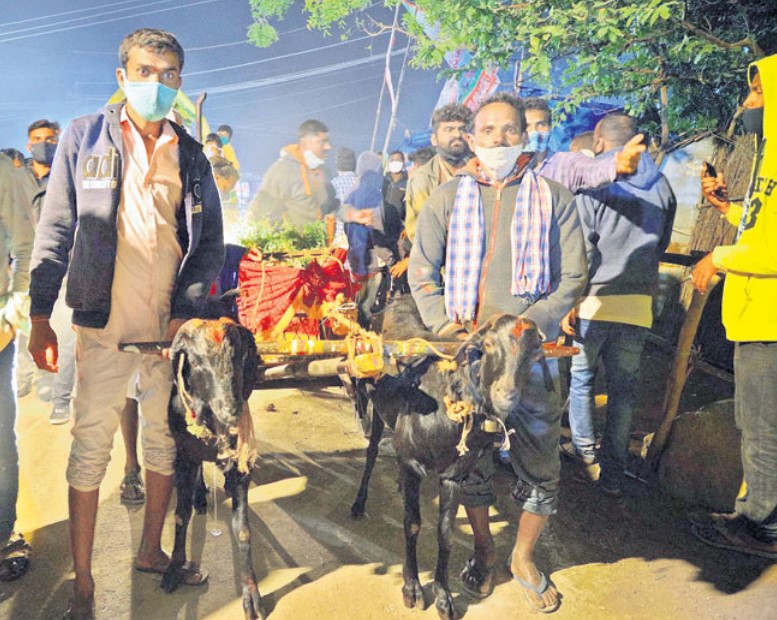 Kothakonda jatara bullock chariots and goat carts