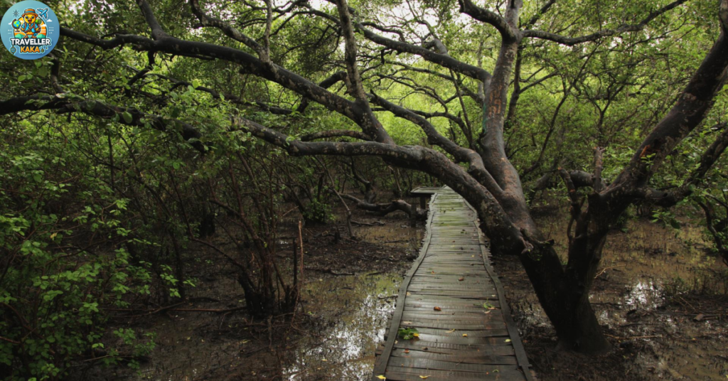 Koringa
 Mangrove Forest