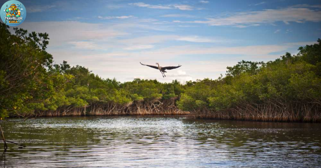 Koringa Mangrove 
Forest