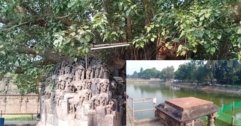 oldest Ficus religiosa tree 
and Kolanu