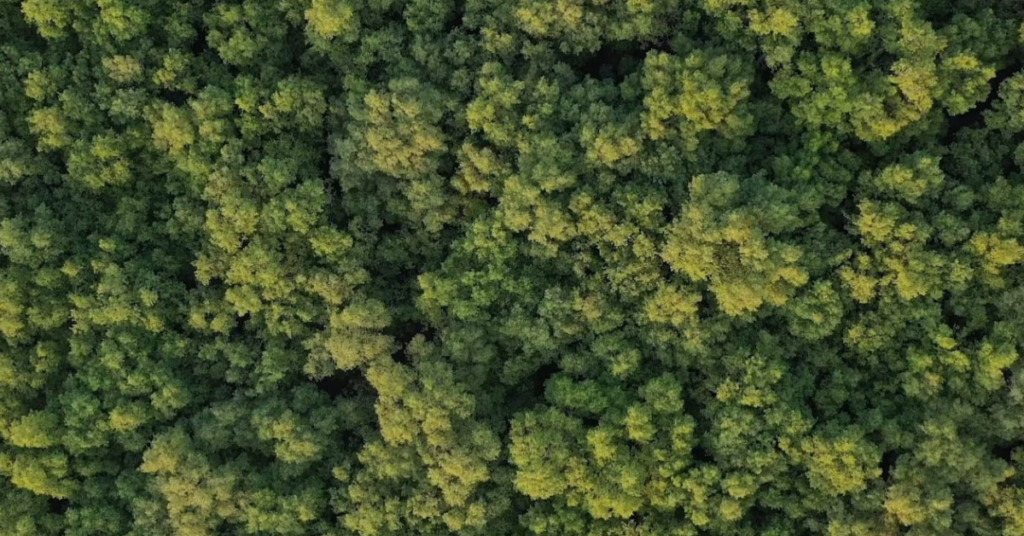 Coringa Wildlife Sanctuary trees
