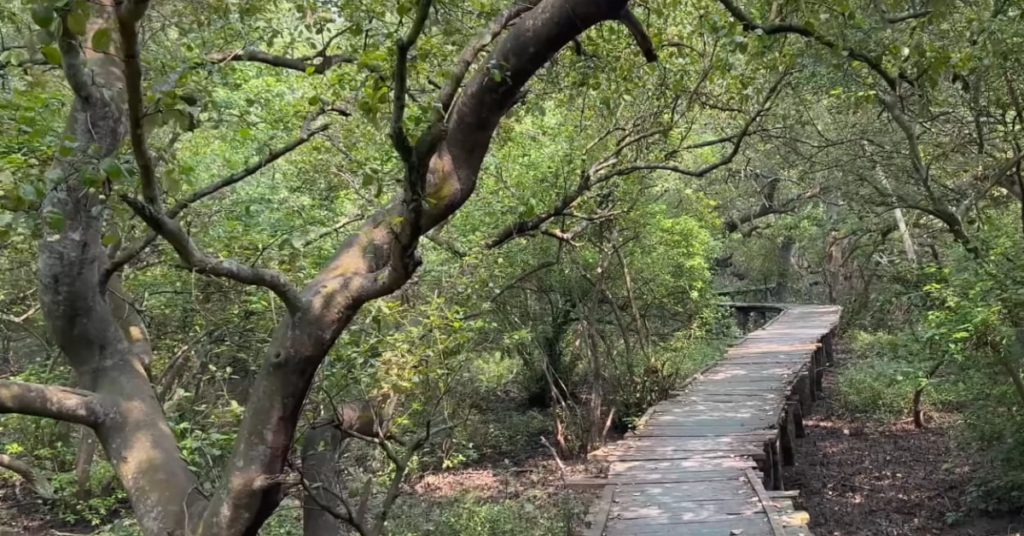 walk way in forest