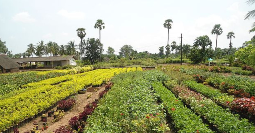 Kadiyam Nurseries east godavari district

