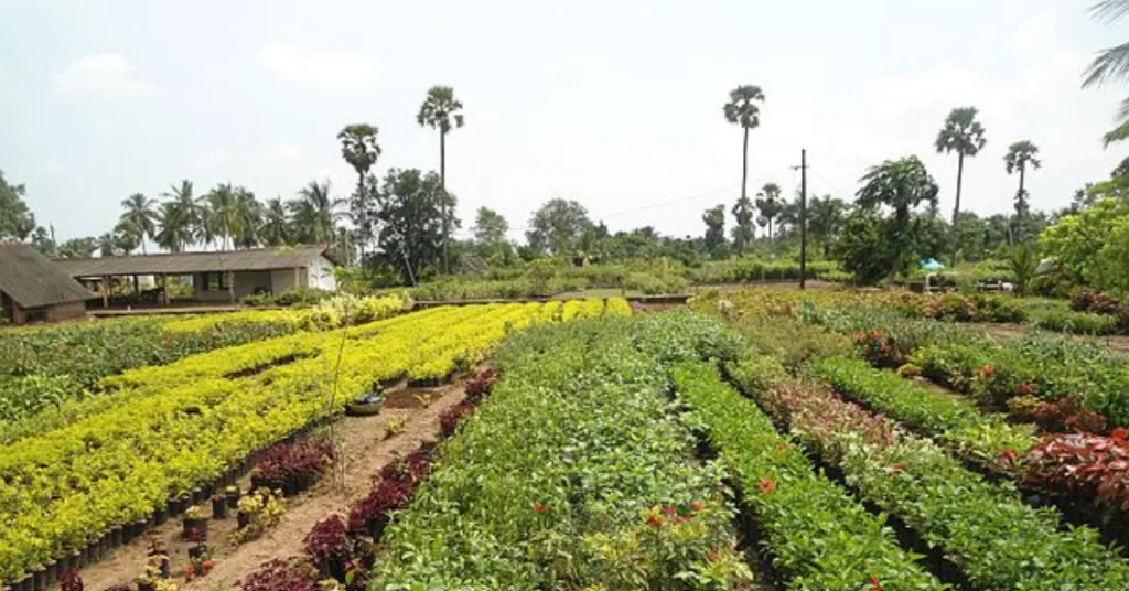 Kadiyam Nurseries east godavari district
