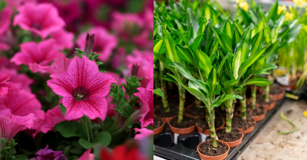 Kadiyam Nurseries plants
and pink flowers 