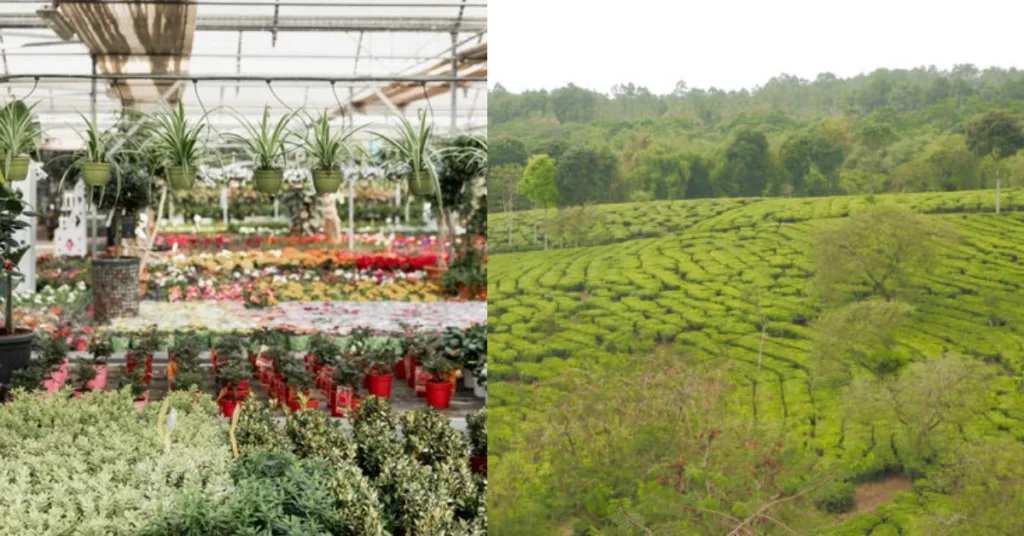 farming
and flowers Nurseries