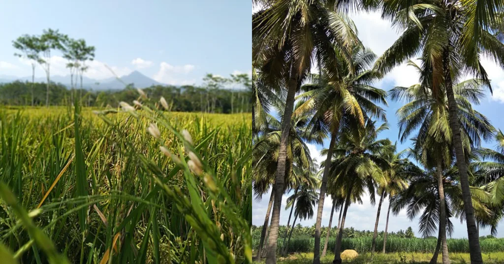 paddy,
and coconuts in Kaviti Village