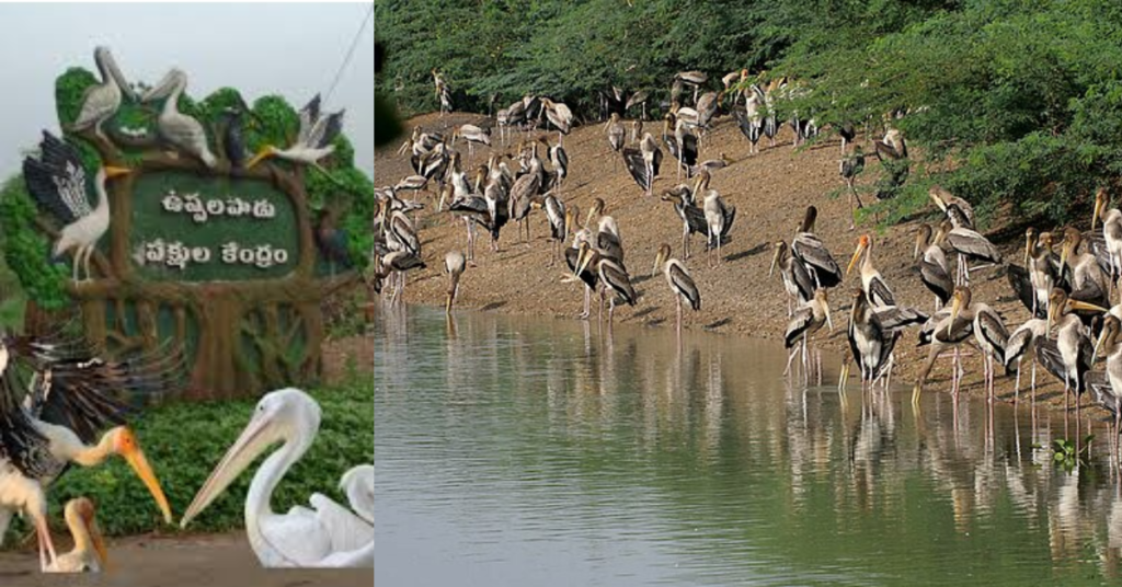 Uppalapadu Bird Sanctuary