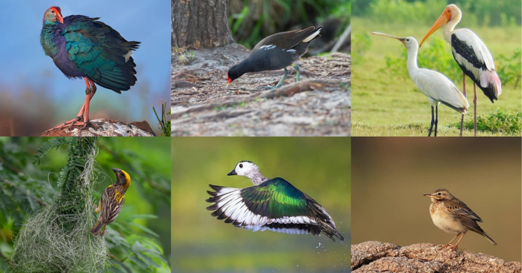 Kolleru Lake migratory bird species
and bird sanctuary 