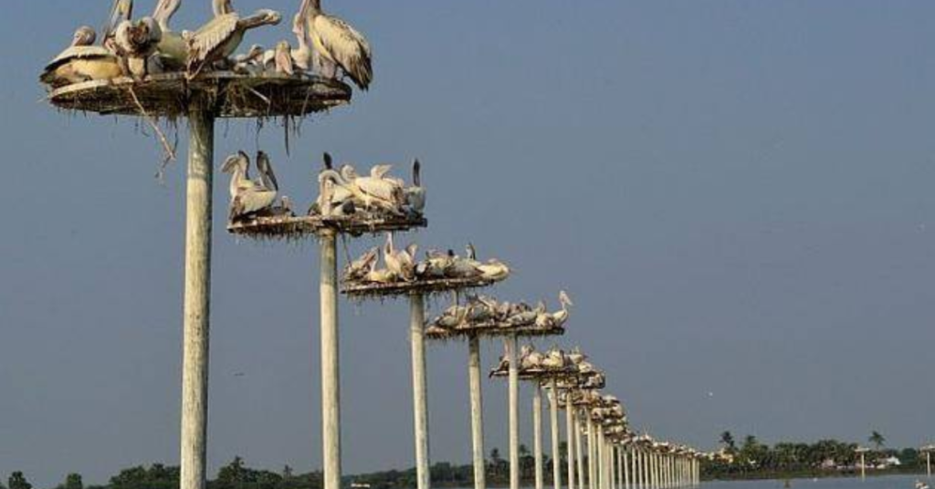 nests for migratory bird species Kolleru lake bird sanctuary