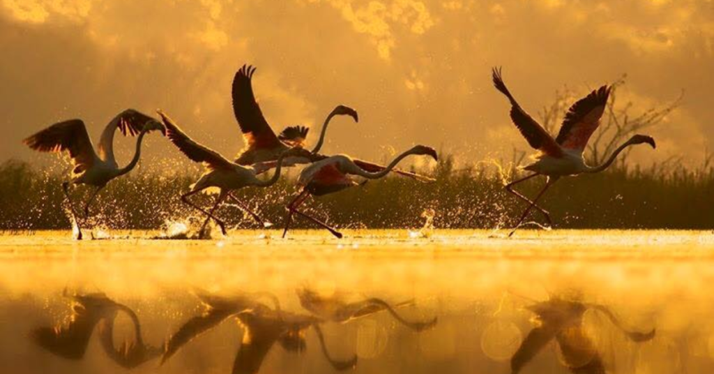 Kolleru lake bird sanctuary