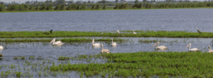 The Exclusive Views of Kolleru Lake Kolleru lake bird sanctuary