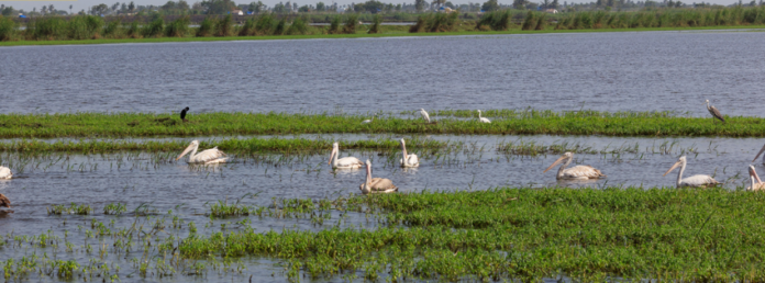 kolleru lake bird sanctuary