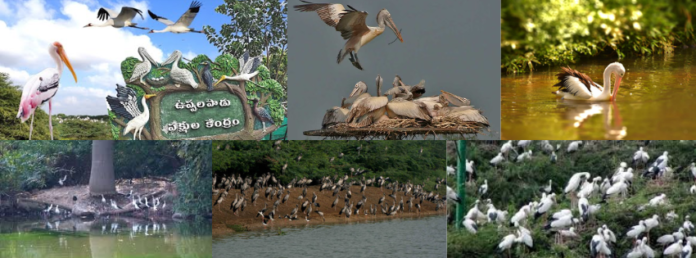 Uppalapadu Bird Sanctuary