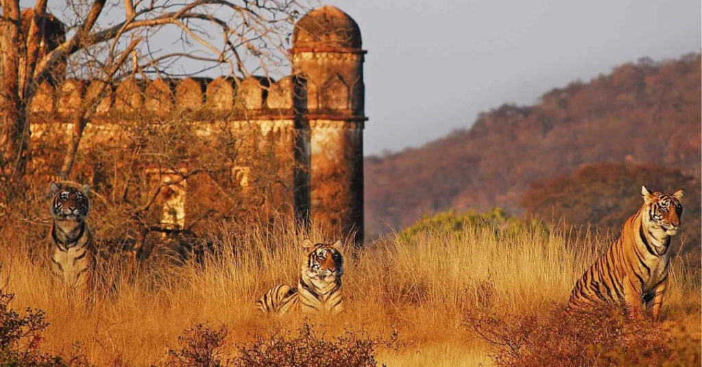 Wildlife of Ranthambore Land of Tigers