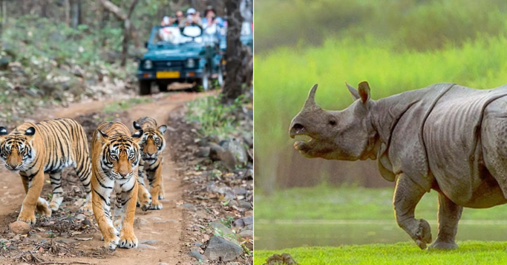 Wildlife of Ranthambore and Kaziranga