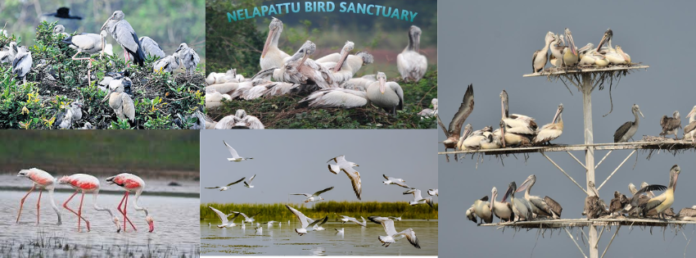 Nelapattu Bird Sanctuary