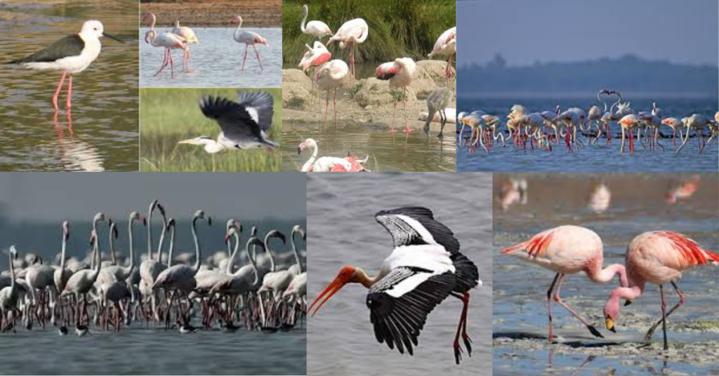 Birds found at Pulicat Lake 