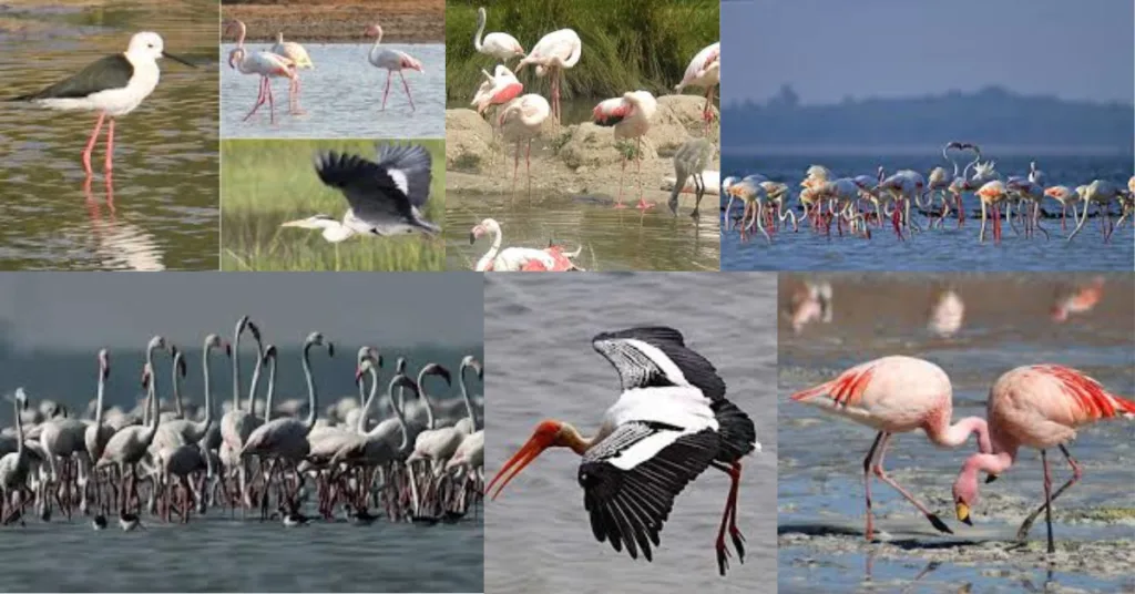 Birds found at Pulicat Lake