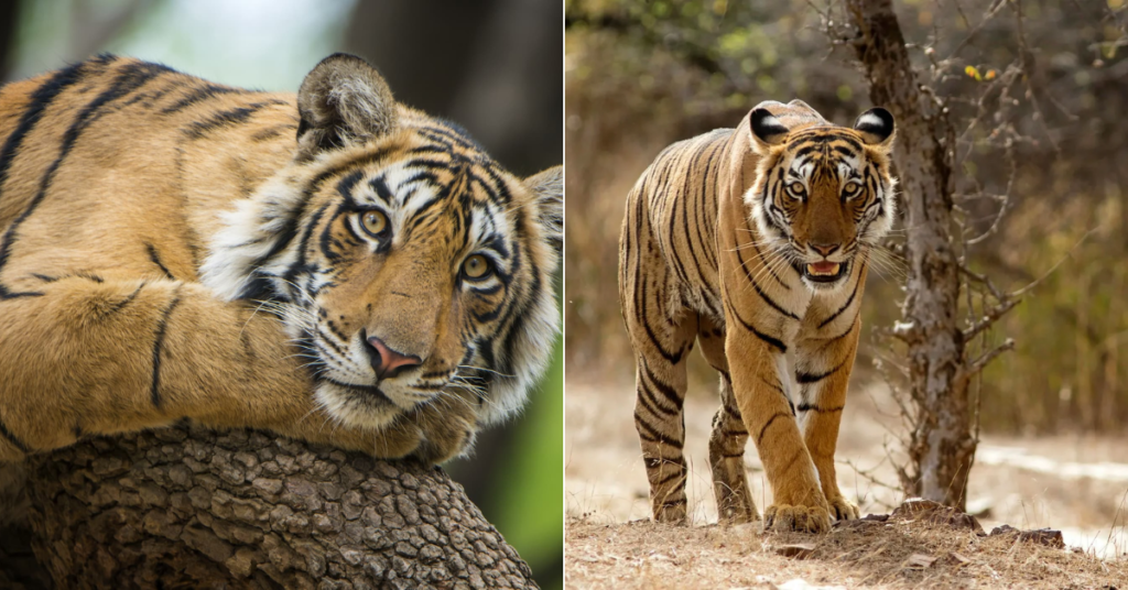 Ranthambore wild park tigers photos
