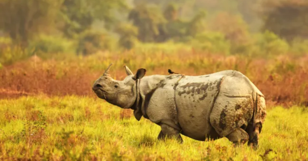 Wildlife of Kaziranga