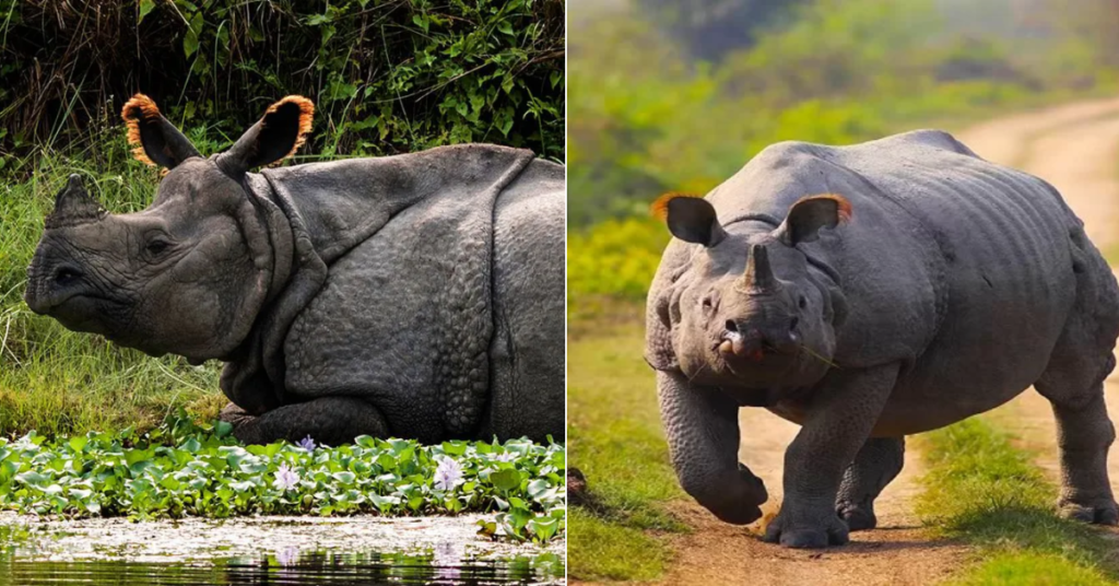 Kaziranga Wildlife Rhinos