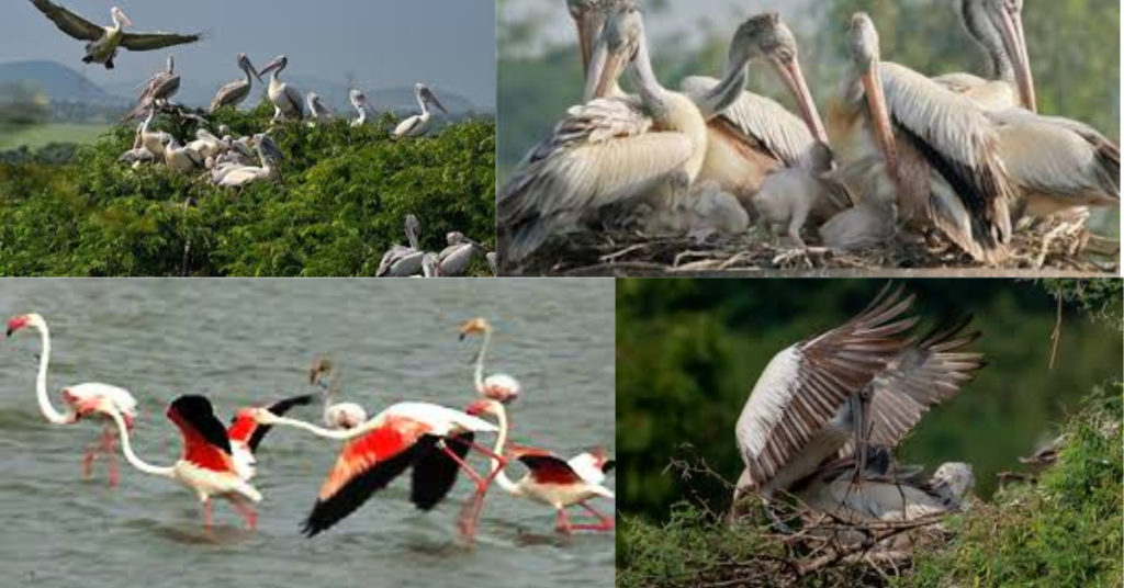 Nelapattu Bird Sanctuary birds types