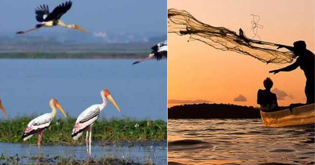 Sagileru Lake Fishing And Birds