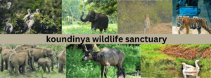 Koundinya Wildlife Sanctuary: A Haven for Wildlife Enthusiasts