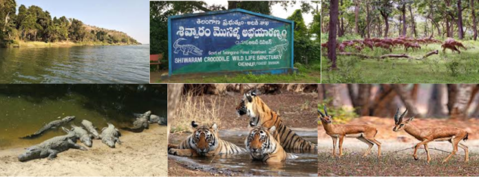 Add a heading (4) Shivaram Wildlife Sanctuary, Wildlife Tourism Telangana