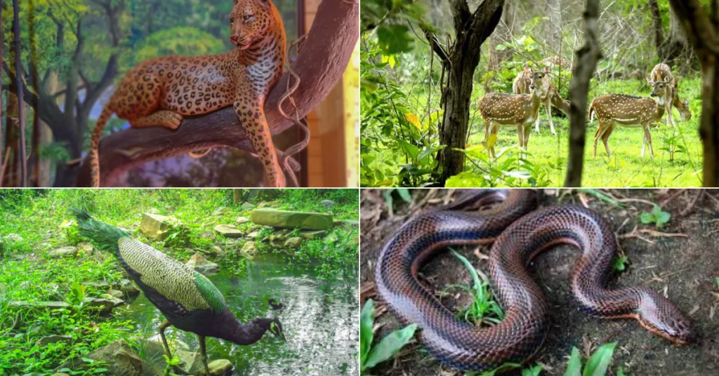 Nallamala Forest Animals