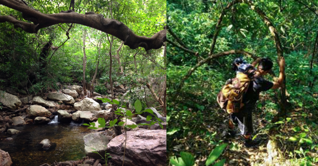 Trekking trail through dense forests in Nagalapuram.