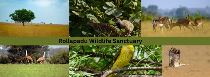 Rollapadu Wildlife Sanctuary