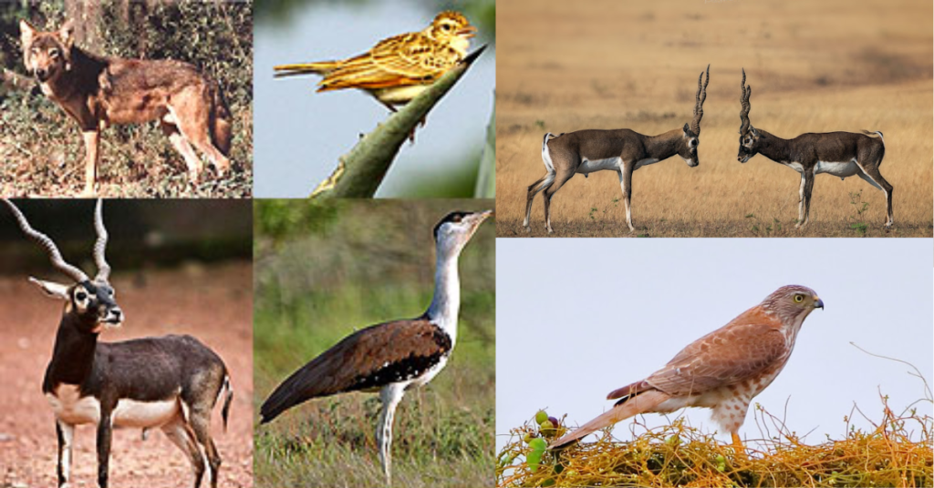 Birds in Rollapadu Wildlife Sanctuary.