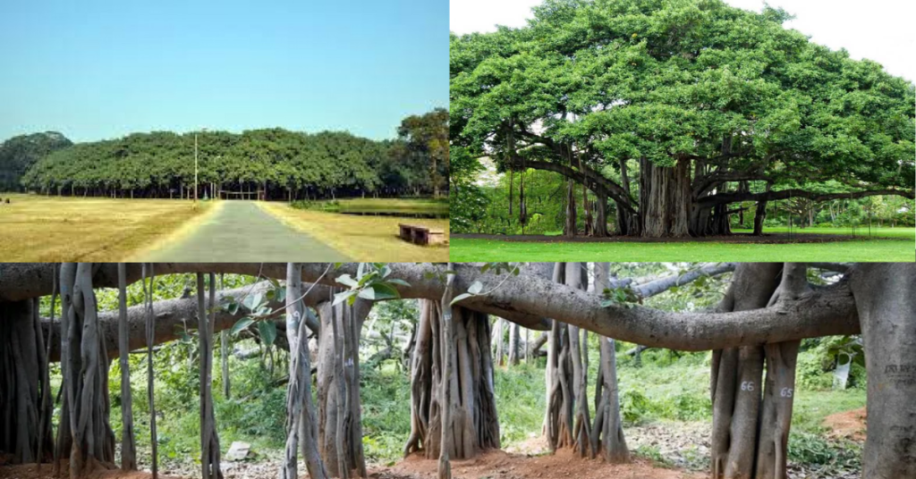 Thimmamma Marrimanu, the world's largest banyan tree