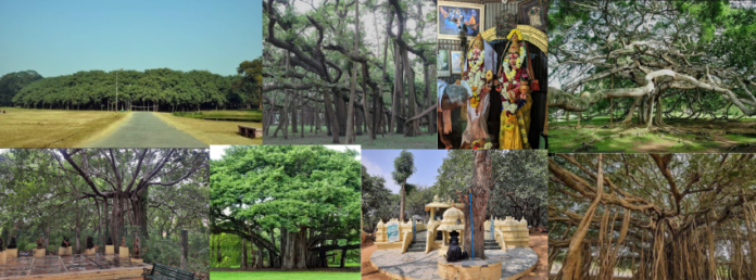 Thimmamma Marrimanu: The World’s Largest Banyan Tree